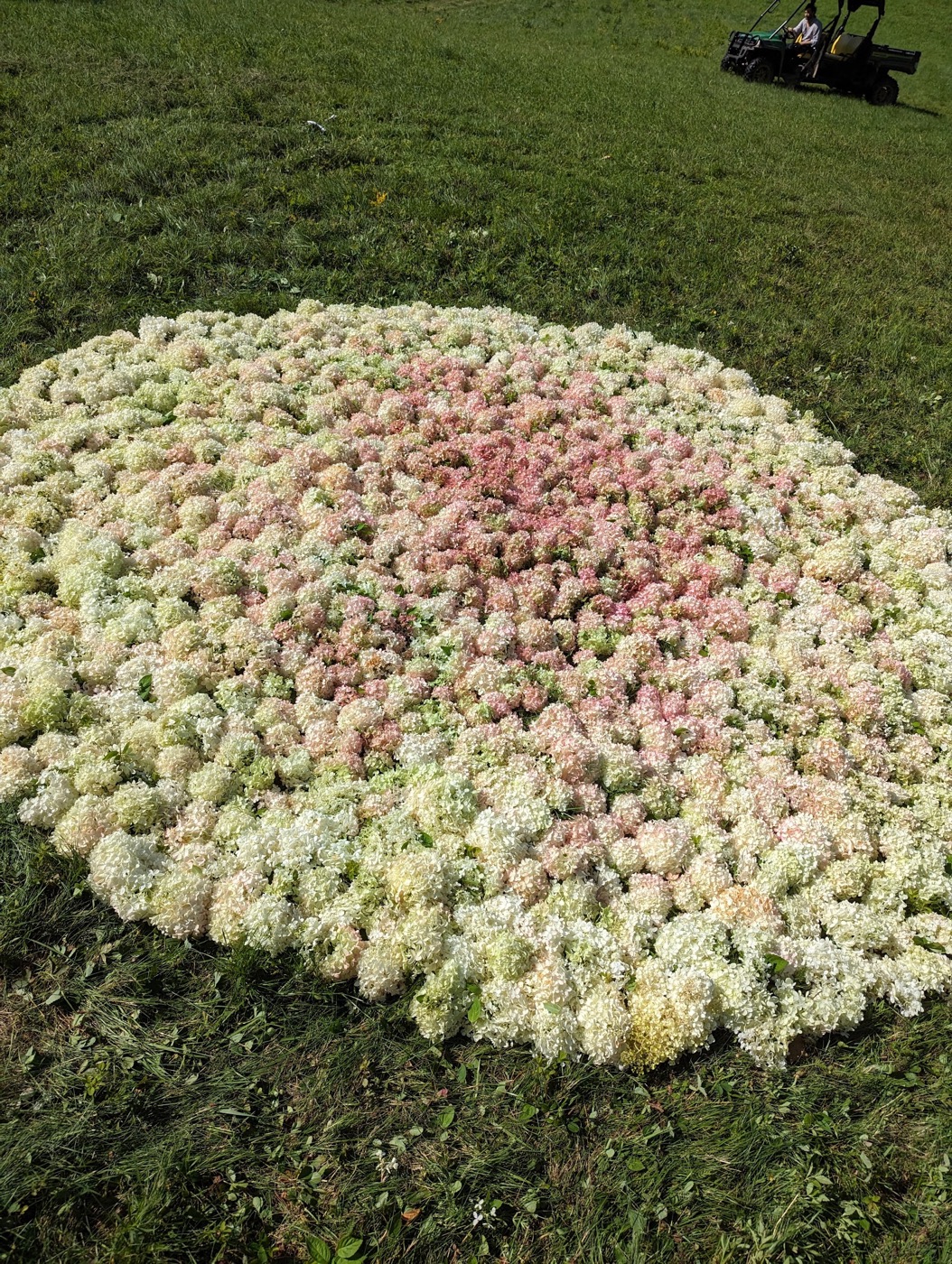 A large rectangular field work made from hundreds of pale flowers