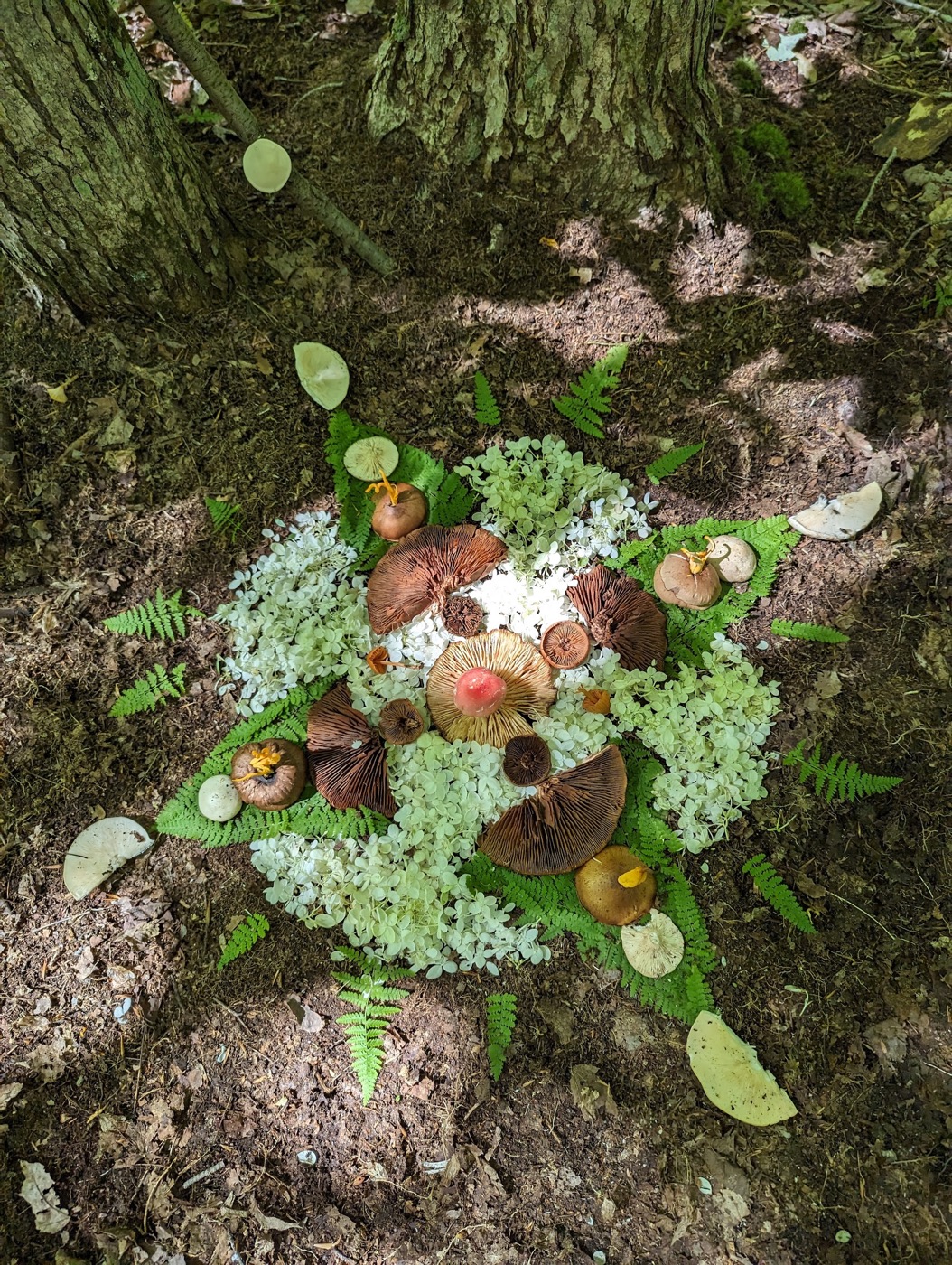 Pale lichen, mushrooms, and leaves arranged around the roots of a tree