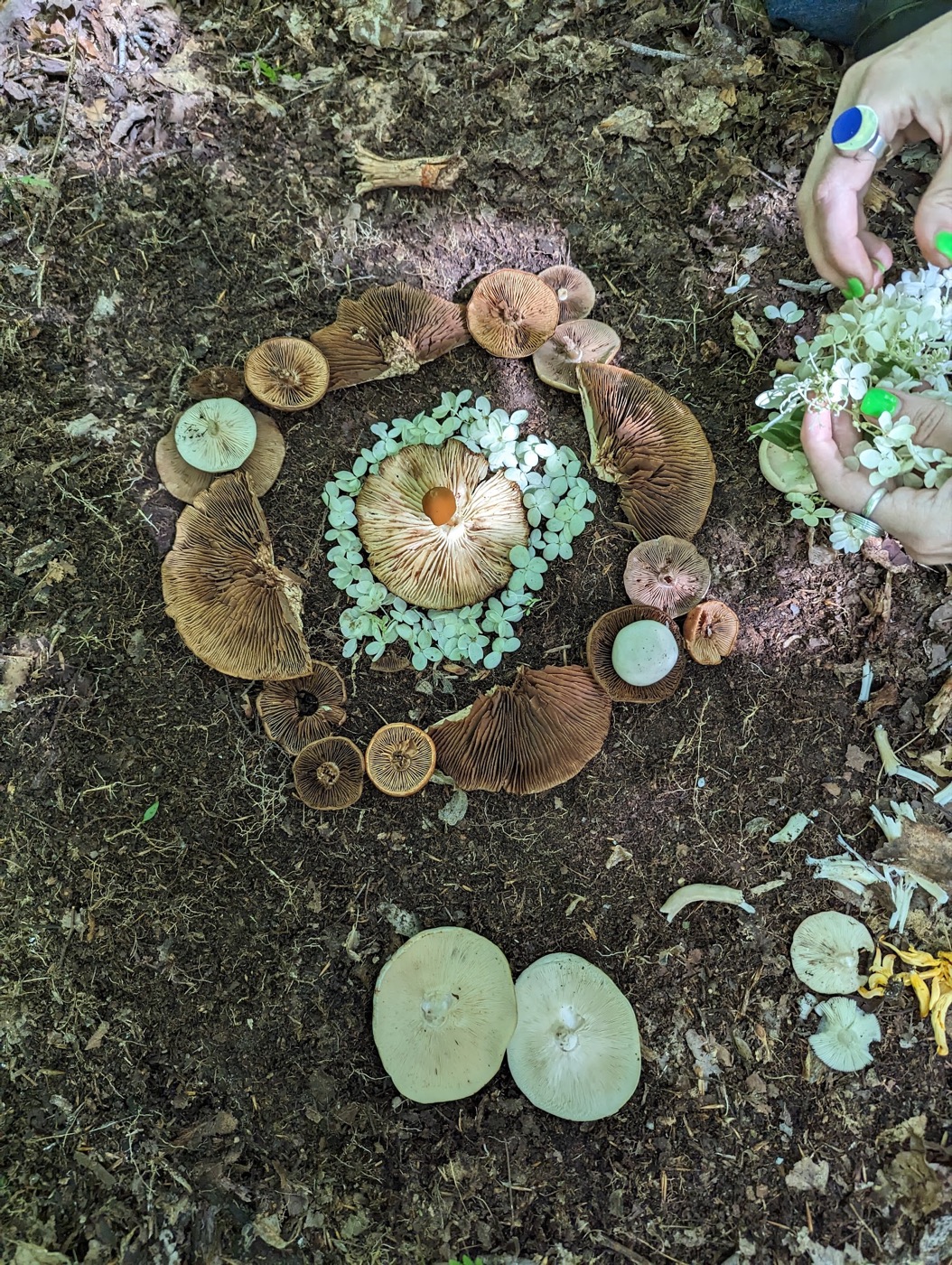 Mushrooms and pale green lichen arranged in concentric circles on the forest floor