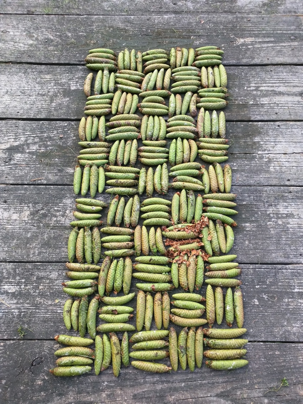 Green seed pods woven into a rectangular textile pattern