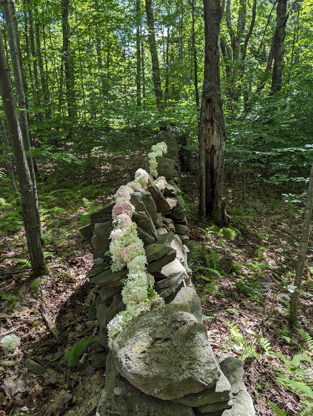 A low stone wall threaded with pale flowers in the woods
