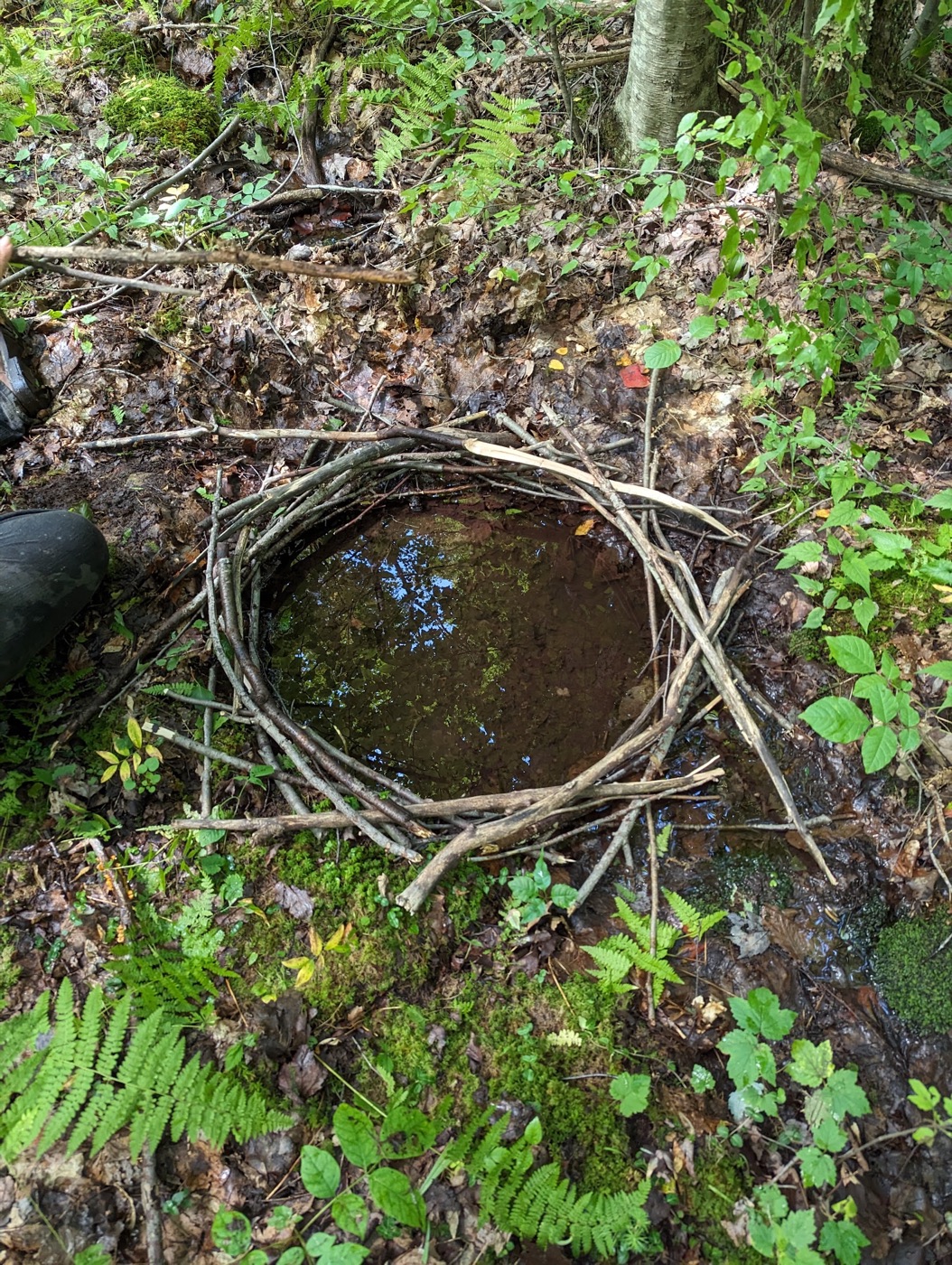 Fallen sticks arranged as a circle around a still pool of woodland water